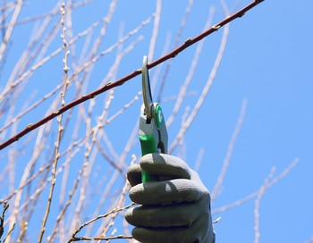 Gartenschere schneidet Ast: Obstbaumschnittkurs