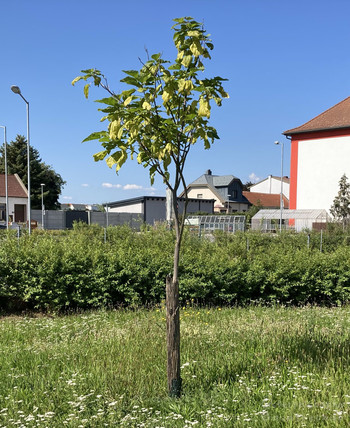 Patenschaftsbaum Gramatneusiedl