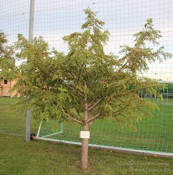 Patenschaftsbaum Moni's Laden