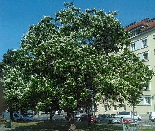 Catalpa bignonioides