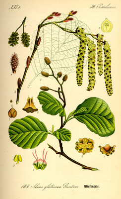 Alnus glutinosa