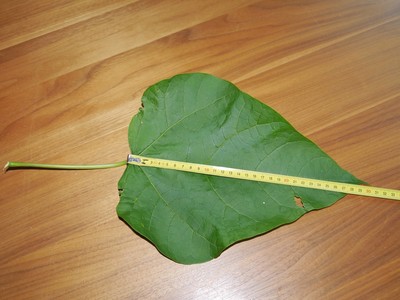 Catalpa bignonioides