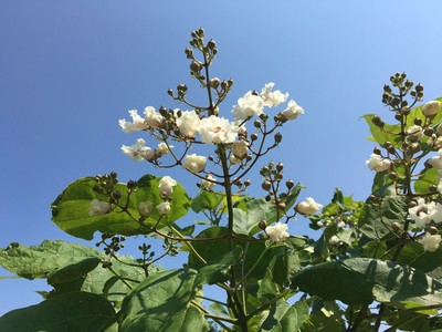 Catalpa bignonioides