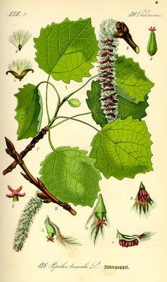 Populus tremula