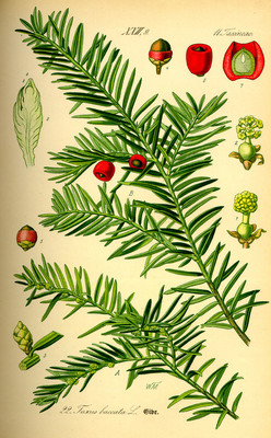 Taxus baccata