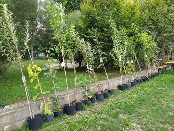 Obstgarten Mitterndorf