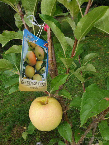 Obstgarten Mitterndorf