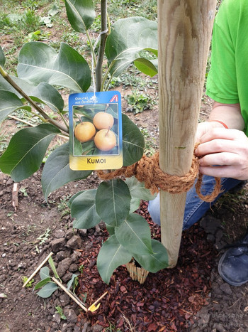 Obstgarten Mitterndorf