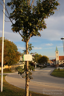 Patenschaftsbaum Gramatneusiedl